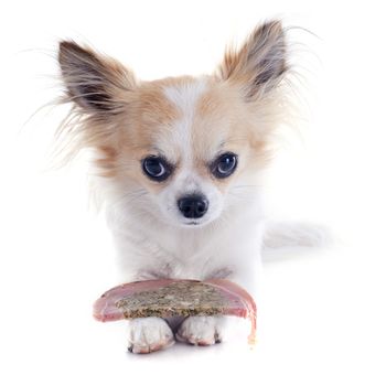 portrait of a cute purebred  chihuahua who defending his meat in front of white background