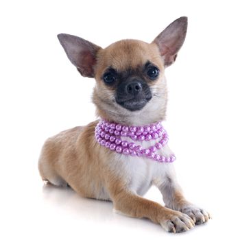 portrait of a cute purebred  puppy chihuahua with collar in front of white background