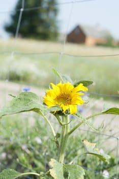 Agricultural crop of sunflowers growing in Poland.