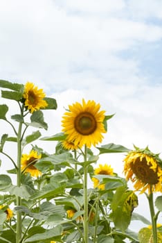 Agricultural crop of sunflowers growing in Poland.
