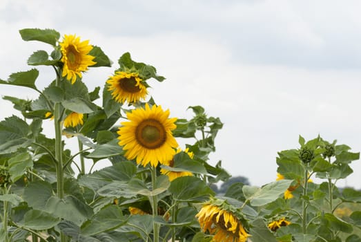 Agricultural crop of sunflowers growing in Poland.