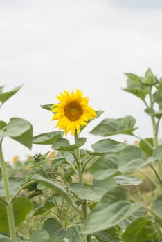 Agricultural crop of sunflowers growing in Poland.