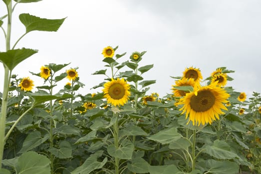 Agricultural crop of sunflowers growing in Poland.