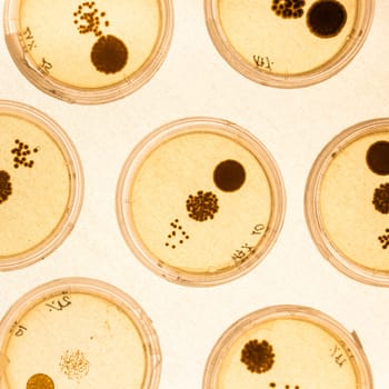 Growing Bacteria in Petri Dishes on agar gel as a part of scientific experiment.