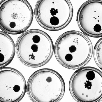 Growing Bacteria in Petri Dishes on agar gel as a part of scientific experiment. Black and white macro shot.