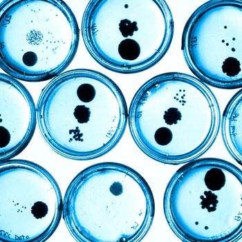 Growing Bacteria in Petri Dishes on agar gel as a part of scientific experiment. Black and white macro shot.