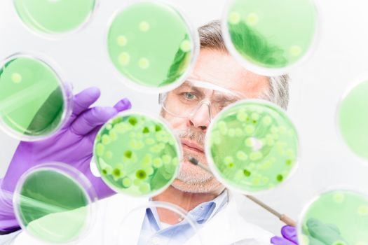 Focused senior life science professional grafting bacteria in the pettri dishes.  Lens focus on the persons face.