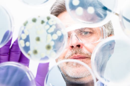 Focused senior life science professional grafting bacteria in the petri dishes.  Lens focus on the researchers face.