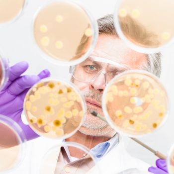 Focused senior life science professional grafting bacteria in the pettri dishes.  Lens focus on the persons face.