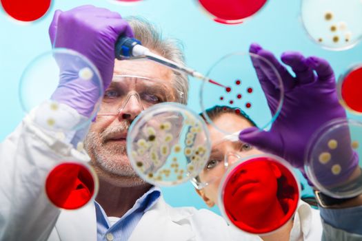 Focused senior life science professional pipetting solution into the pettri dish.  Lens focus on the man researchers's face.