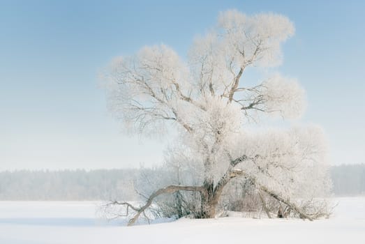 The tree in frost, the snow-covered plain.