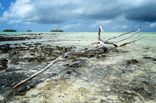 Dead wood on the reef in the shallow lagoon of the tropical atoll Rangiroa, one of the islands of the Tahiti archipelago French Polynesia.