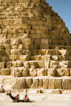 Camel on the background of the Egyptian Pyramids