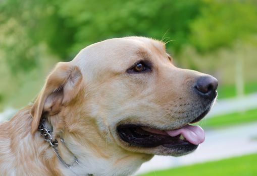 Portrait of Labrador retriever close up in the park