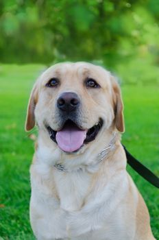 Portrait of Labrador retriever close up in the park