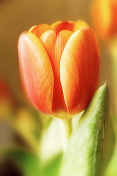 Tulip closeup