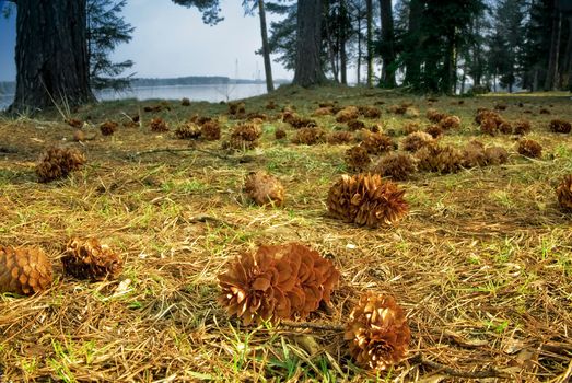 Conifer cones on the ground