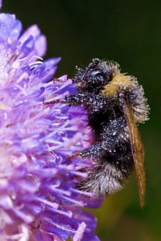 Bumblebee covered with dew, sleeps on the meadow clover.