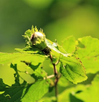 Close up on green hazelnuts and tree leafs in summer forest