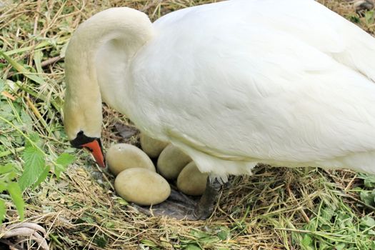 Female swan looking at her eggs in nest of reeds on pebbles