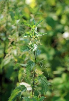 Close up of a stinging nettle plant.
