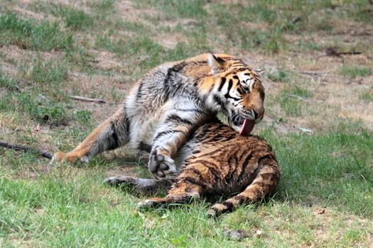 Close up of a siberian bengal tiger (panthera tigris altaica) resting and cleaning on green grass