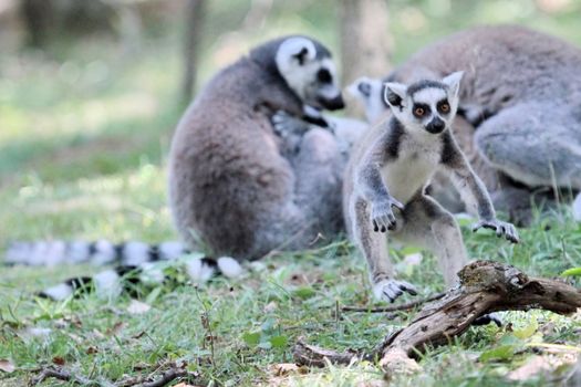 Young lemur catta (maki) of Madagascar playing on the ground next to others