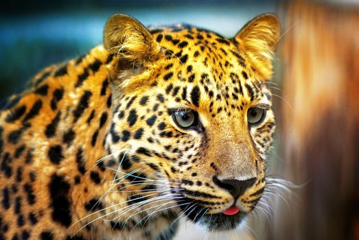 Portrait of the leopard