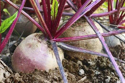 A very large ripe beets in the garden