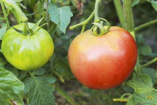 Red and green tomatoes on a branch in a garden