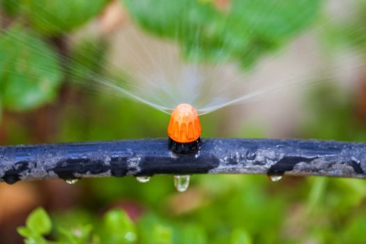 Watering plants and grass by nozzle, closeup