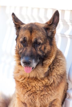 Portrait of sad shepherd dog, closeup