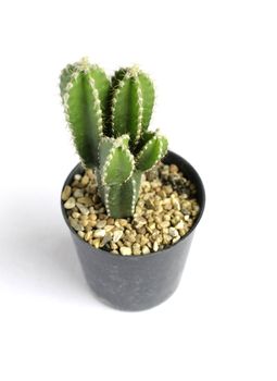 Tiny potted cactus on white background