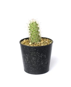 small castus in a pot isolated on a white background 