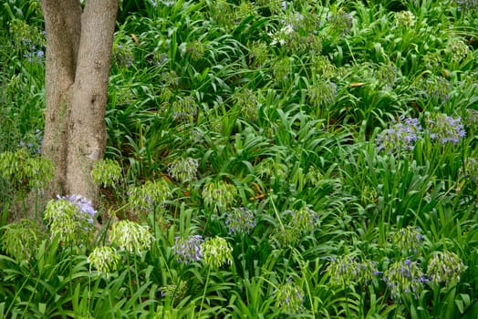 White and blue allium under a three