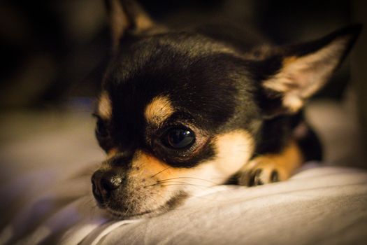 Chihuahua resting its head