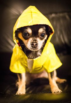 Chihuahua wearing a raincoat