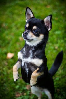 Closeup of Chihuahua standing on two legs