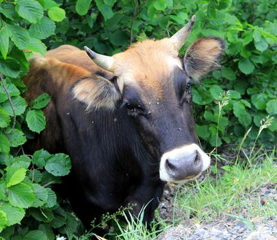 Cow posing on green leaves background