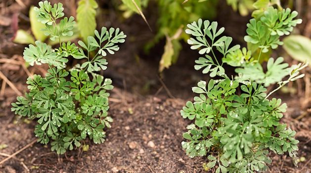 Organic healthy plant Rue herb growing live in garden