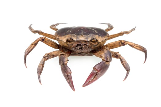 Esanthelphusa dugasti , rice field crab - isolated on white