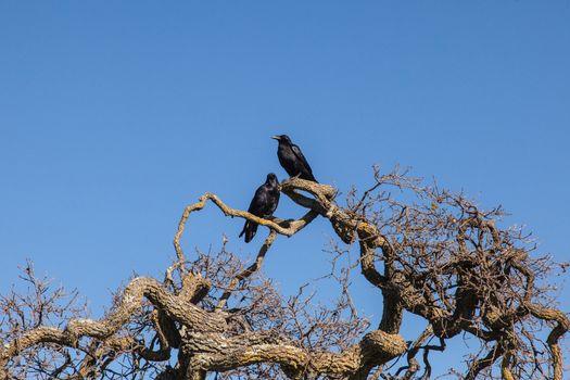 Crows on tree brach on blue skay background