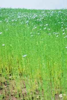 flax field
