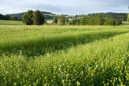 flax field