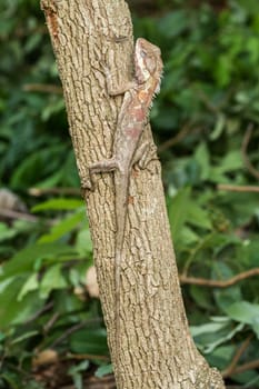 tree lizard climbing tree in garden