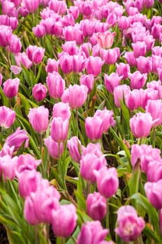 fresh tulips in garden