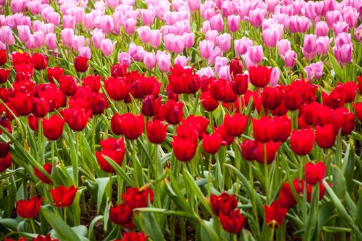 fresh tulips in garden