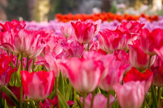 fresh tulips in garden