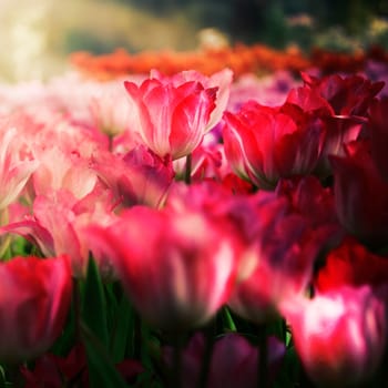 fresh tulips in garden on sunset