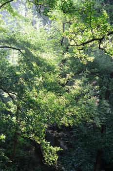 sunrise in the forest